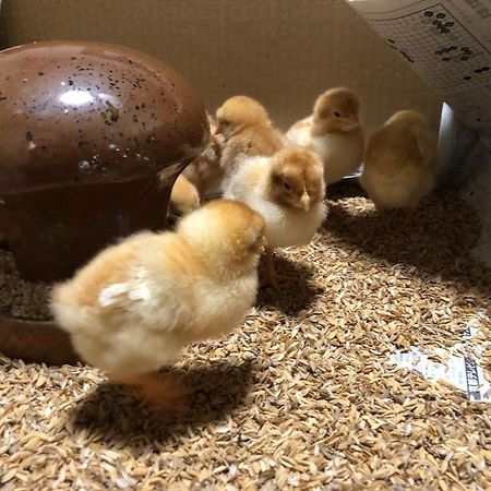 Osaka Nose Farmer'S Guest House　Yasuda Farm エクステリア 写真