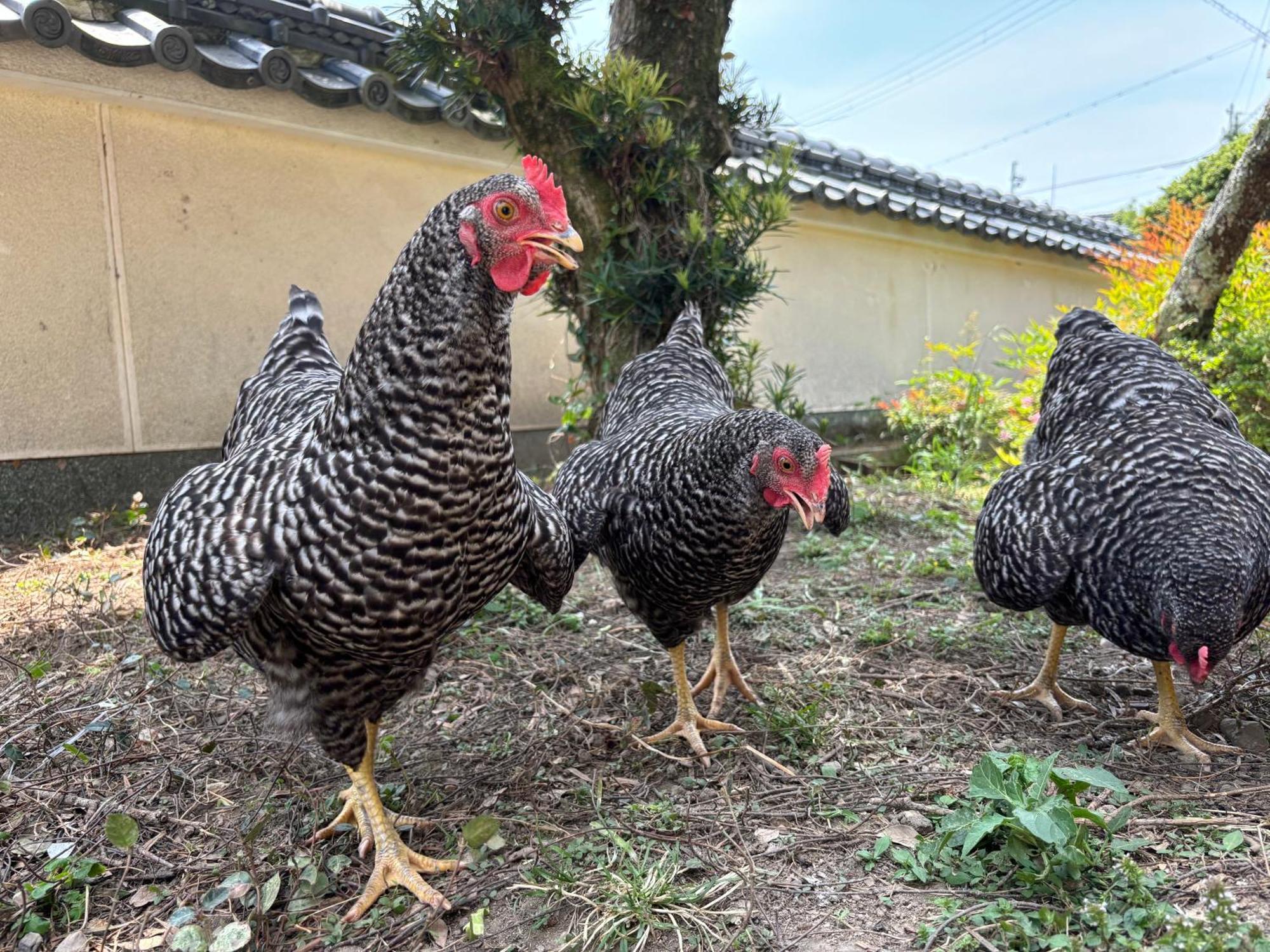 Osaka Nose Farmer'S Guest House　Yasuda Farm エクステリア 写真